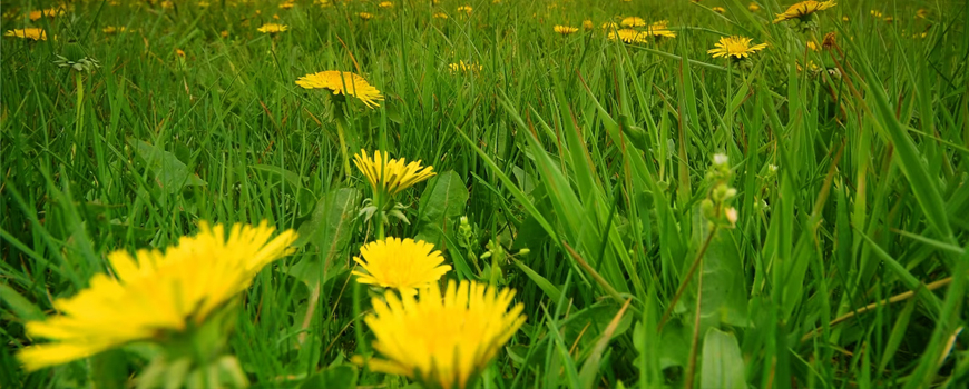 Dandelion - food and medicine