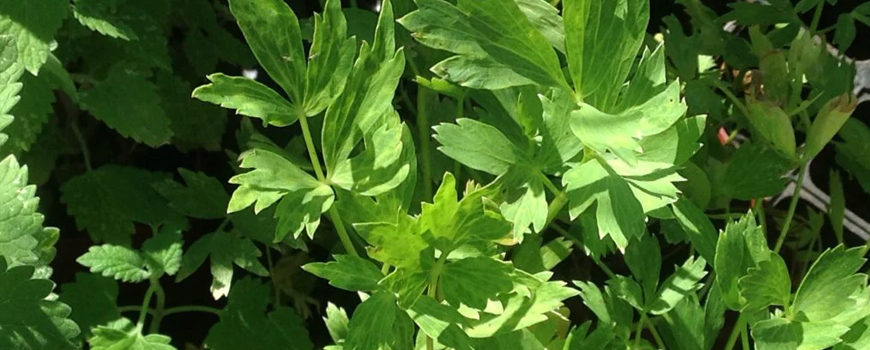 Lovage a strong natural diuretic