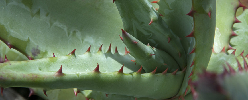 Dry Extract of Aloe  The Natural Solution for Constipation and Digestive  Problems